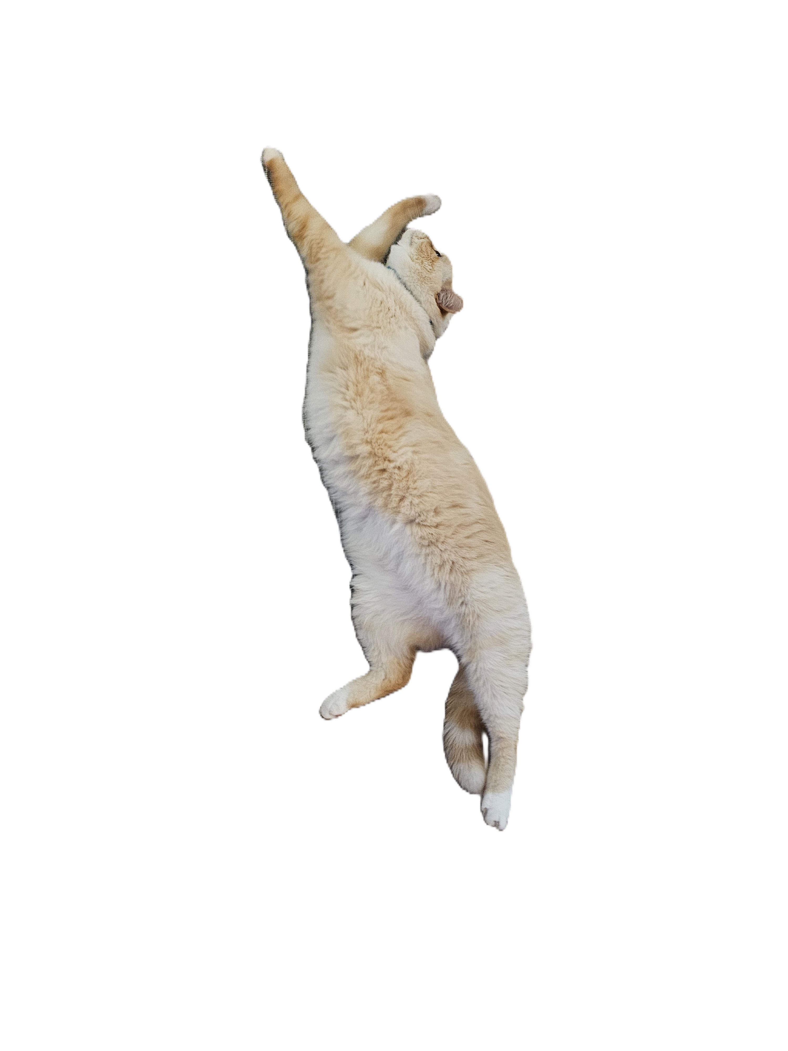 Clickable Image
